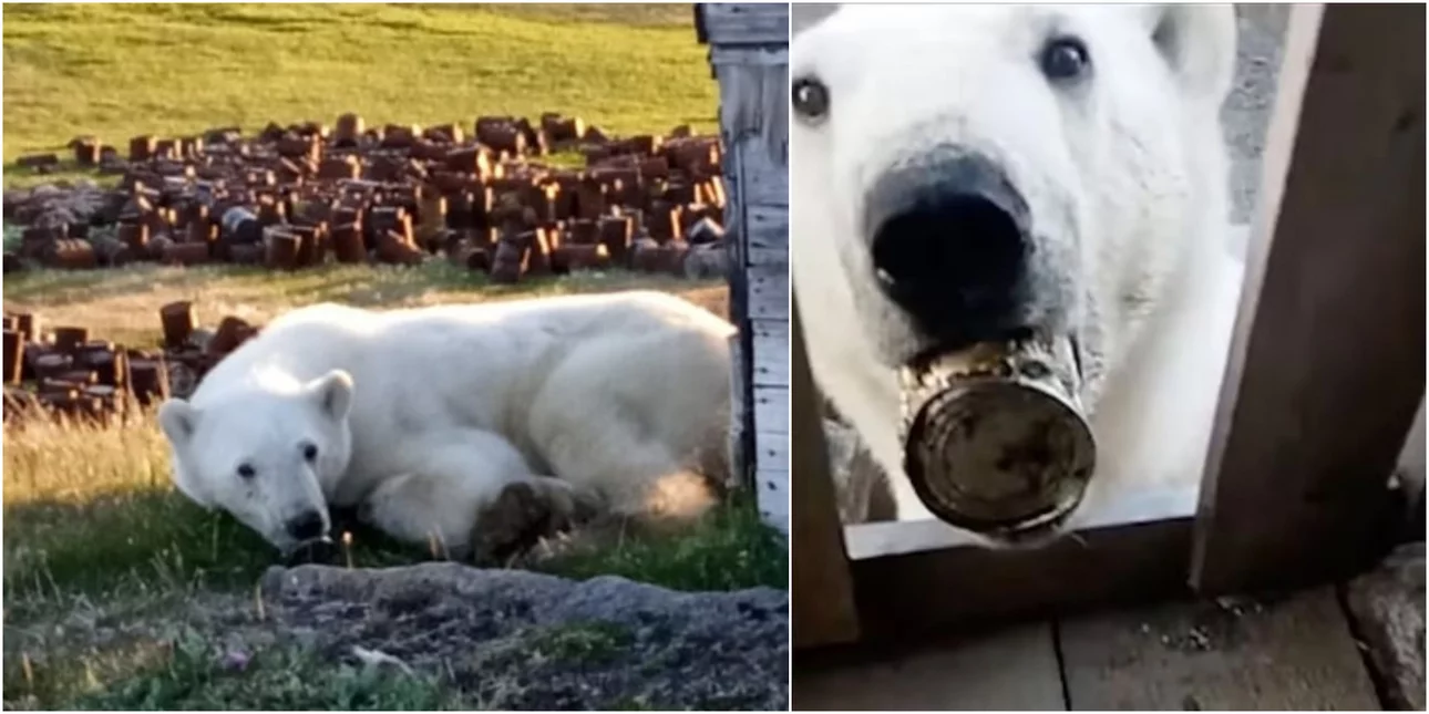 Πολική αρκούδα ζητάει βοήθεια για το κονσερβοκούτι που σφήνωσε στο στόμα της